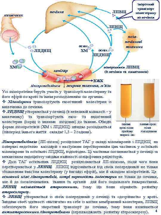 кишечник печінка ЛПВЩ зворотний транспорт холестерину до печінки ЛПНЩ остат. ХМ ЛПДНЩ ХМ капіляр