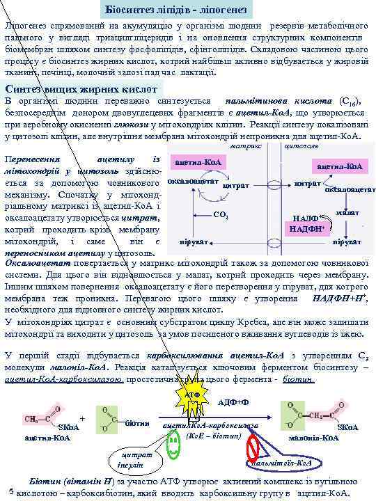 Біосинтез ліпідів - ліпогенез Ліпогенез спрямований на акумуляцію у організмі людини резервів метаболічного пального