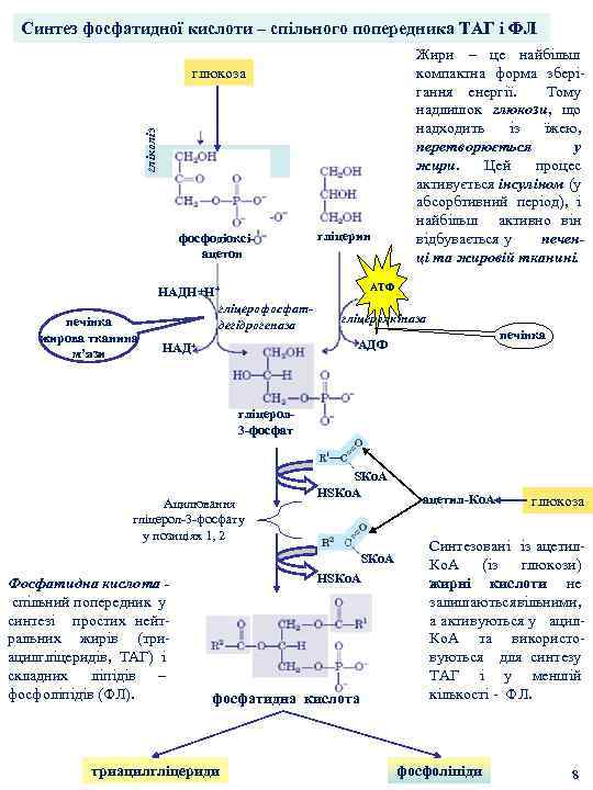 Синтез глюкозы в организме. Синтез таг из Глюкозы. Синтез таг и фл. Схема синтеза Глюкозы из пропионил КОА. Общие этапы в биосинтезе таг и фл.