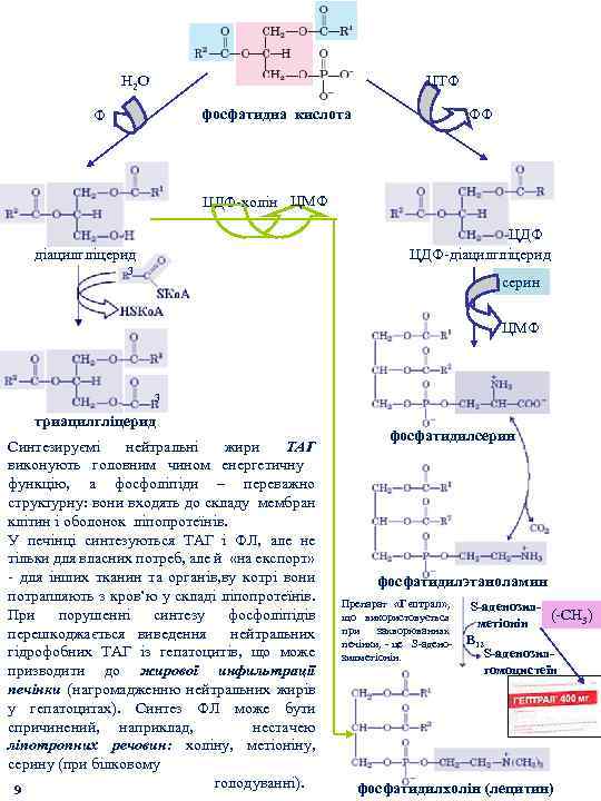 Н 2 О ЦТФ фосфатидна кислота Ф ФФ ЦДФ-холін ЦМФ ЦДФ-діацилгліцерид 3 серин ЦМФ