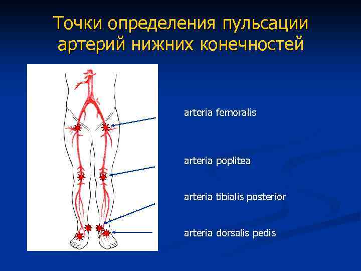 Тромбоз подвздошных вен. Точки определения пульсации на артериях нижних конечностей. Берцовая артерия пальпация. Тромбоз артерий нижних конечностей клинические. Облитерирующий атеросклероз артерий ног.