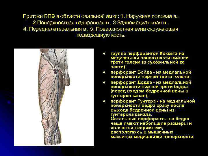 Притоки БПВ в области овальной ямки: 1. Наружная половая в. , 2. Поверхностная надчревная