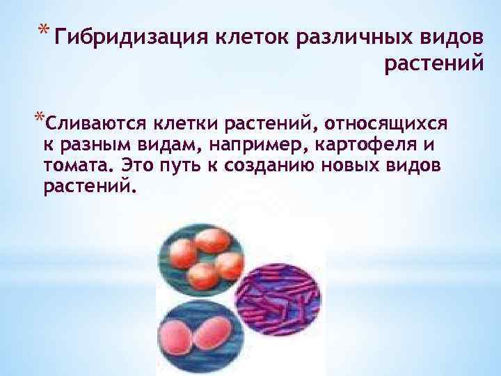 * Гибридизация клеток различных видов растений *Сливаются клетки растений, относящихся к разным видам, например,