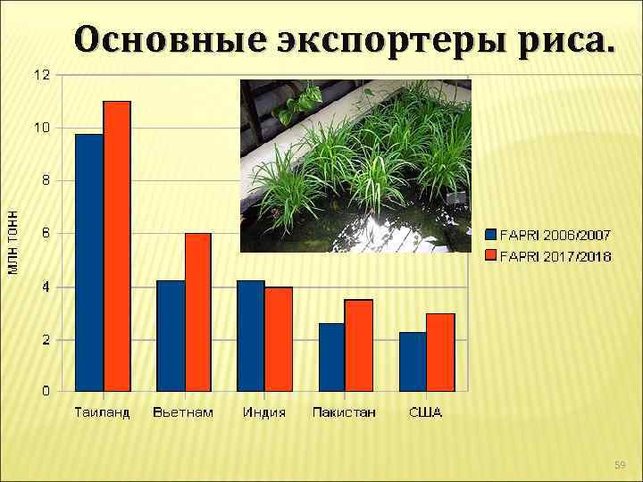 Основные экспортеры риса. 59 