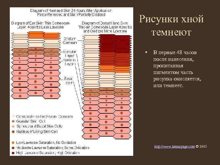 Рисунки хной темнеют • В первые 48 часов после нанесения, пропитанная пигментом часть рисунка