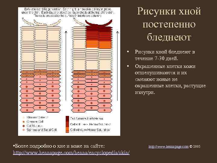 Рисунки хной постепенно бледнеют • • • Более подробно о хне и коже на