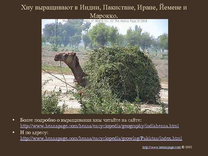 Хну выращивают в Индии, Пакистане, Иране, Йемене и Марокко. • • Более подробно о