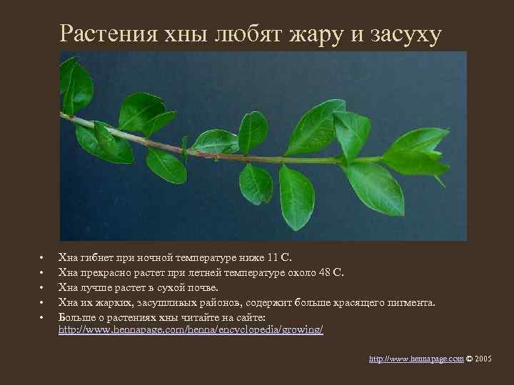 Растения хны любят жару и засуху • • • Хна гибнет при ночной температуре