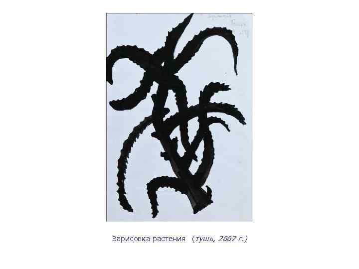 Зарисовка растения (тушь, 2007 г. ) 