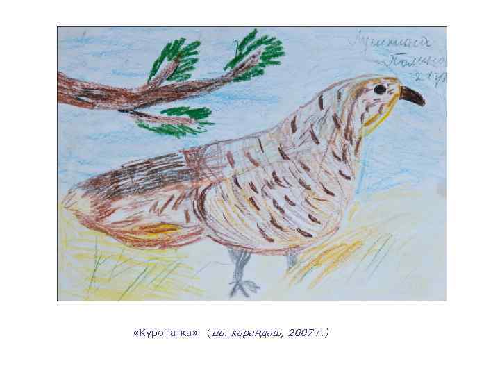  «Куропатка» (цв. карандаш, 2007 г. ) 