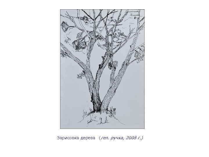 Зарисовка дерева (гел. ручка, 2008 г. ) 