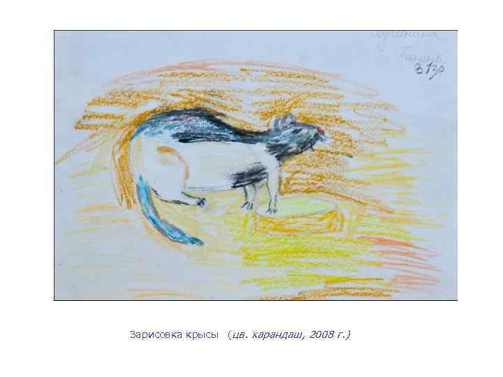Зарисовка крысы (цв. карандаш, 2008 г. ) 