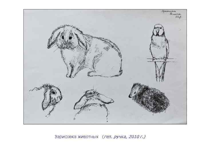 Зарисовка животных (гел. ручка, 2010 г. ) 