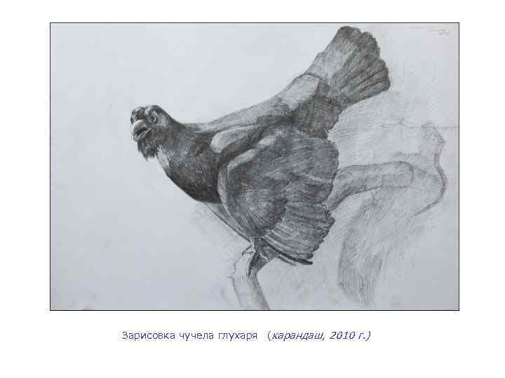 Зарисовка чучела глухаря (карандаш, 2010 г. ) 