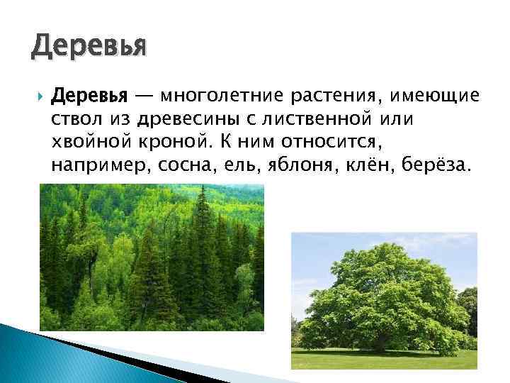 Красота растений родного края рассказ. Разнообразие растений родного края. Рассказ о растениях родного края. Проект растения родного края. Рассказ о красоте растений родного края.