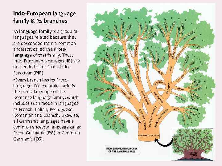 Indo-European language family & its branches • A language family is a group of