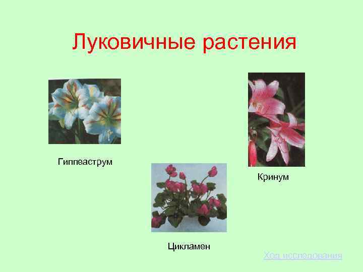 Луковичные растения Гиппеаструм Кринум Цикламен Ход исследования 