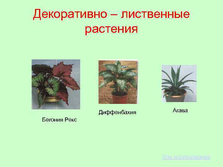 Декоративно – лиственные растения Диффенбахия Агава Бегония Рекс Ход исследования 