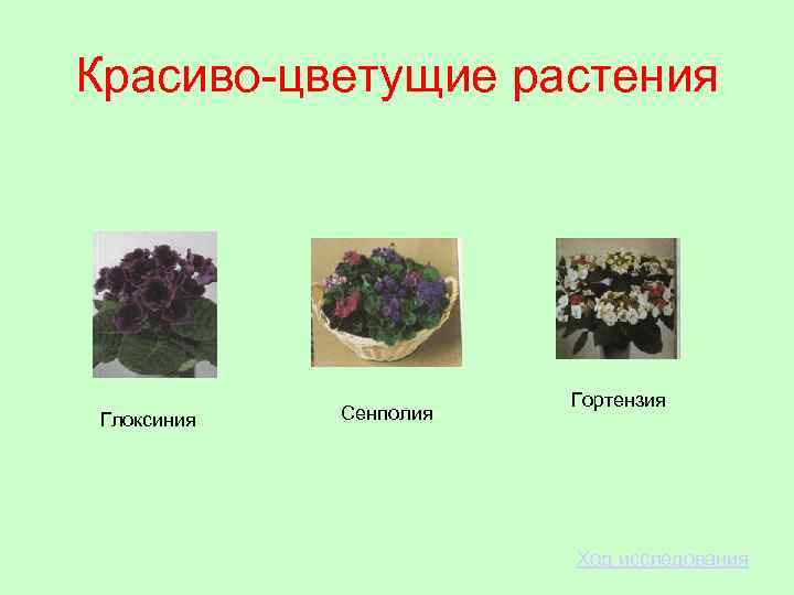 Красиво-цветущие растения Глоксиния Сенполия Гортензия Ход исследования 