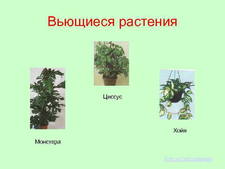 Вьющиеся растения Циссус Хойя Монстера Ход исследования 