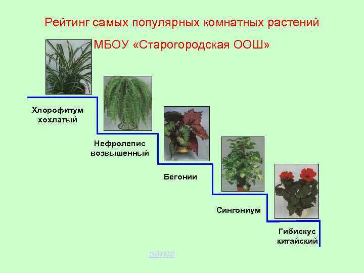 Рейтинг самых популярных комнатных растений МБОУ «Старогородская ООШ» Хлорофитум хохлатый Нефролепис возвышенный Бегонии Сингониум