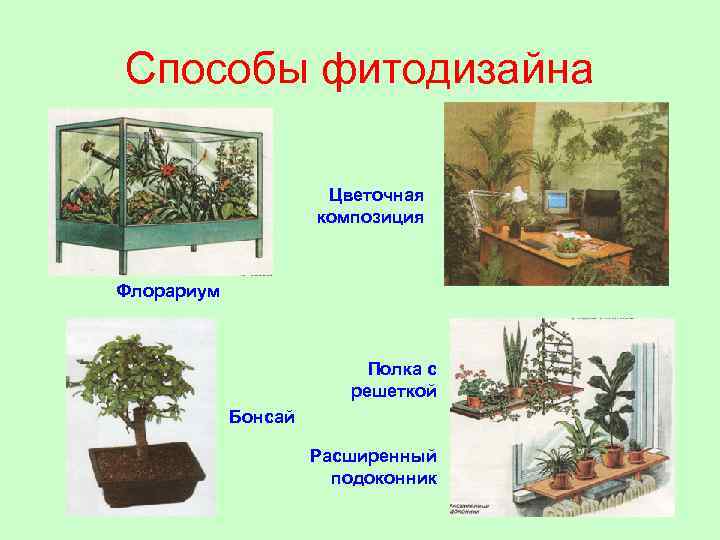 Способы фитодизайна Цветочная композиция Флорариум Полка с решеткой Бонсай Расширенный подоконник 