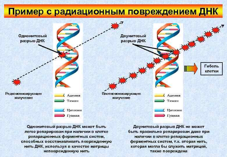 Пример с радиационным повреждением ДНК Однонитевый разрыв ДНК Двунитевый разрыв ДНК Гибель клетки Редкоионизирующее