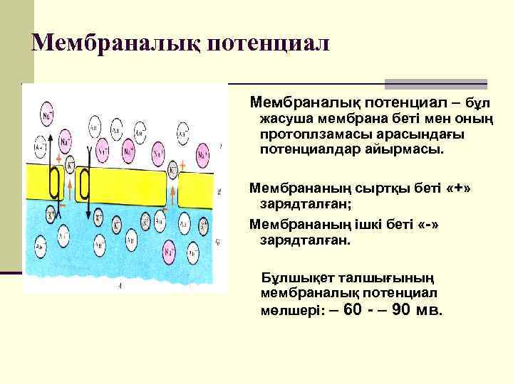 Мембраналық потенциал – бұл жасуша мембрана беті мен оның протоплзамасы арасындағы потенциалдар айырмасы. Мембрананың