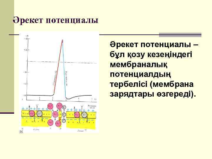 Әрекет потенциалы – бұл қозу кезеңіндегі мембраналық потенциалдың тербелісі (мембрана зарядтары өзгереді). 