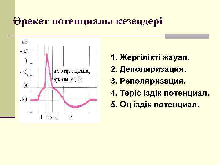 Әрекет потенциалы кезеңдері 1. Жергілікті жауап. 2. Деполяризация. 3. Реполяризация. 4. Теріс іздік потенциал.