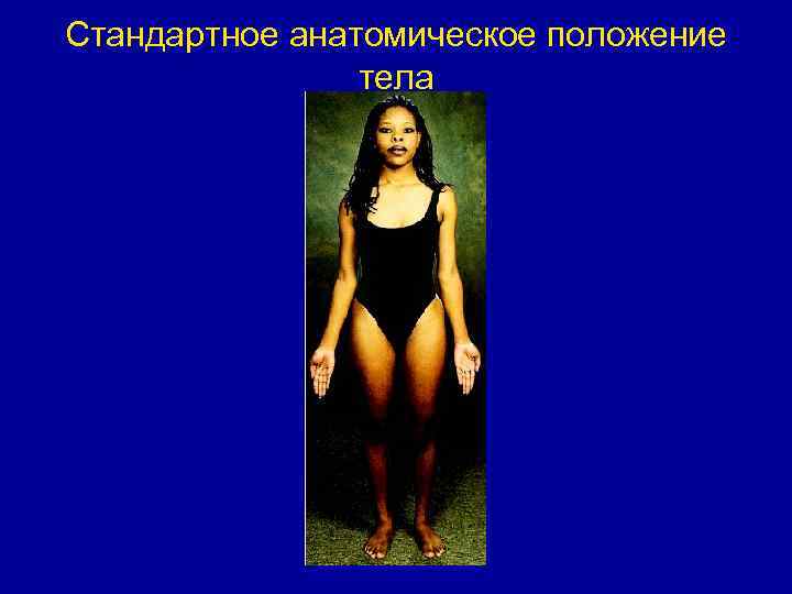 Стандартное анатомическое положение тела 