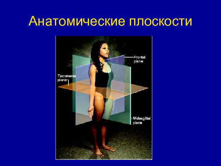 Анатомические плоскости 
