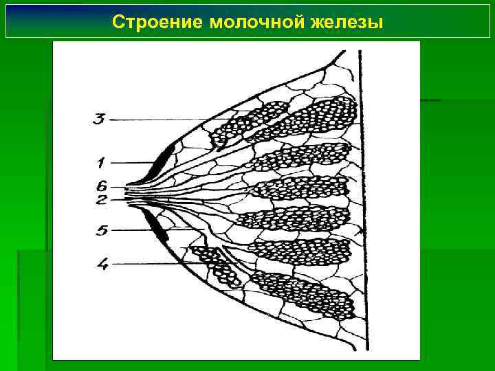 Строение молочной железы 