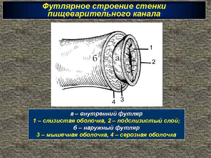 Строение стенки полого внутреннего органа