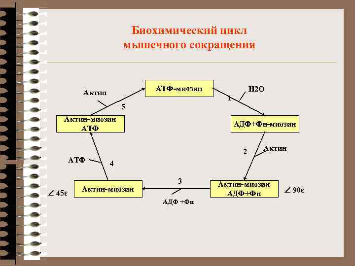 Биохимический цикл мышечного сокращения АТФ-миозин Актин Н 2 О 1 5 Актин-миозин АТФ Ð