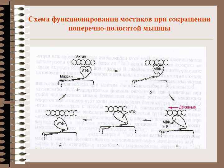 Схема функционирования мостиков при сокращении поперечно-полосатой мышцы 