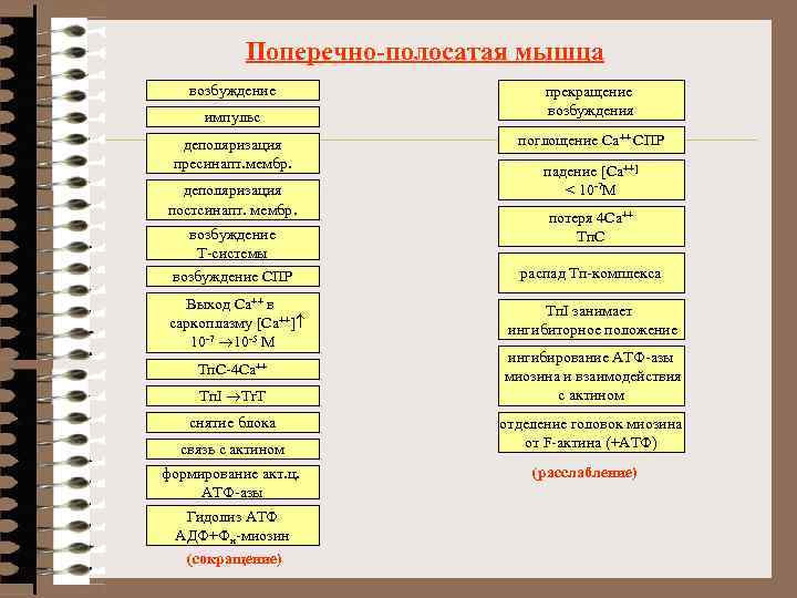 Поперечно-полосатая мышца возбуждение импульс деполяризация пресинапт. мембр. деполяризация постсинапт. мембр. возбуждение Т-системы возбуждение СПР