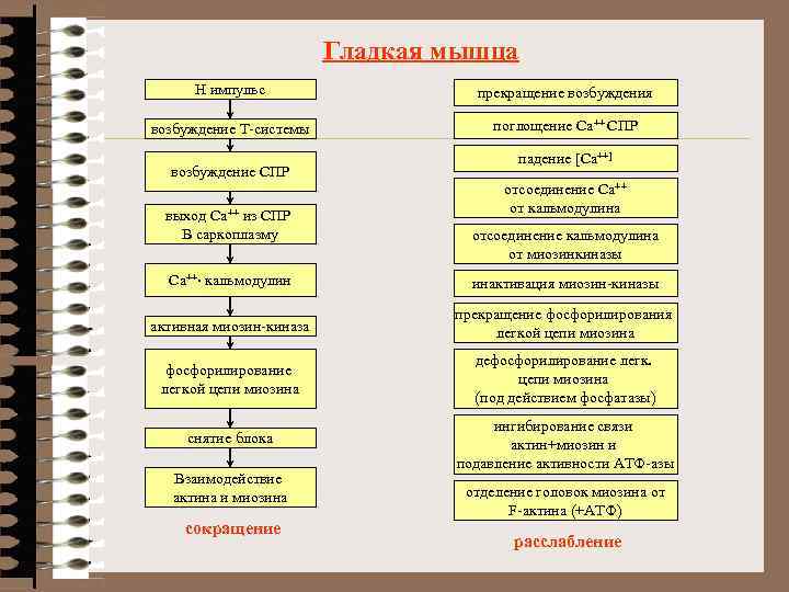 Гладкая мышца Н импульс прекращение возбуждения возбуждение Т-системы поглощение Са++ СПР возбуждение СПР выход