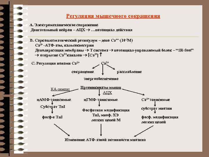 Регуляция мышечного сокращения А. Электромеханическое сопряжение Двигательный нейрон – АЦХ ® …потенциал действия В.