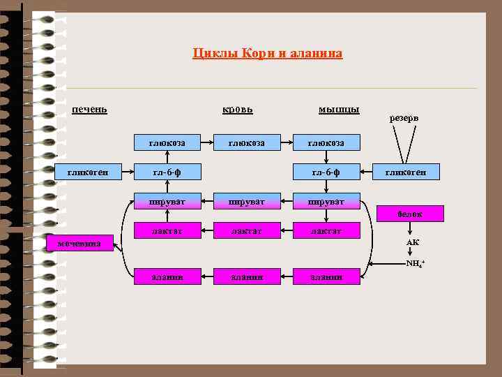 Циклы Кори и аланина печень кровь глюкоза гликоген глюкоза гл-6 -ф пируват мышцы глюкоза