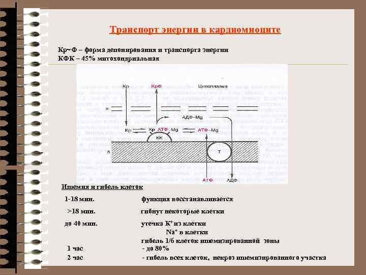 Транспорт энергии в кардиомиоците Кр~Ф – форма депонирования и транспорта энергии КФК – 45%