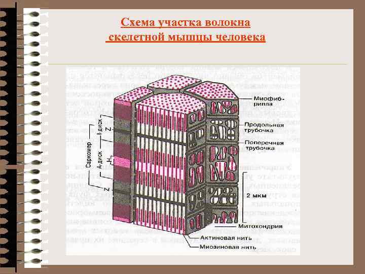 Схема участка волокна скелетной мышцы человека 