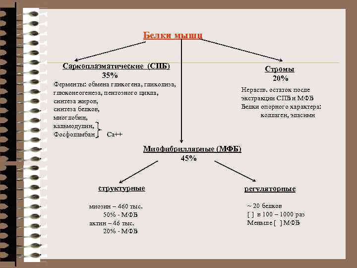 Белки мышц Саркоплазматические (СПБ) 35% Ферменты: обмена гликогена, гликолиза, глюконеогенеза, пентозного цикла, синтеза жиров,