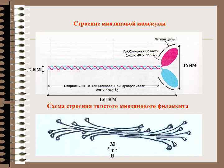 Строение миозиновой молекулы 16 НМ 2 НМ 150 НМ Схема строения толстого миозинового филамента