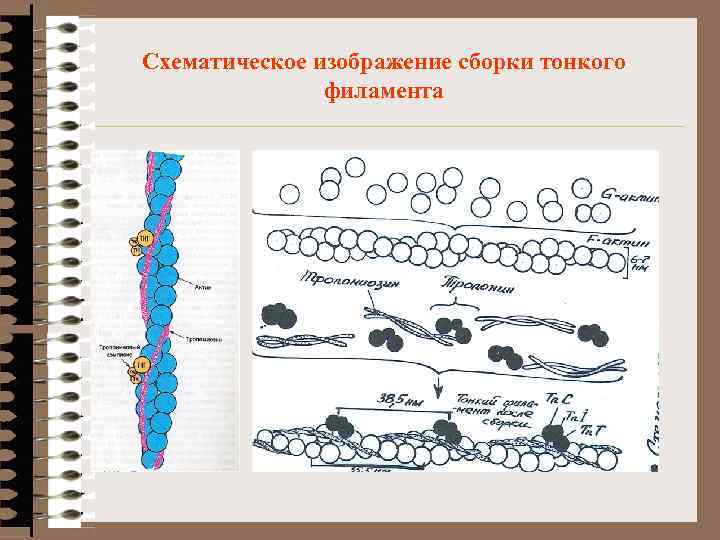 Схематическое изображение сборки тонкого филамента 