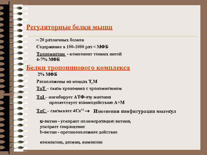 Регуляторные белки мышц ~ 20 различных белков Содержание в 100 -1000 раз < МФБ