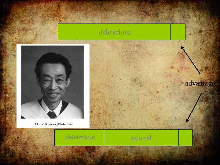 deleterious advantages deleterious neutral Kimura (1968) Nature 217 624 -626 