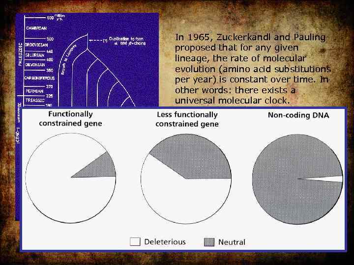 In 1965, Zuckerkandl and Pauling proposed that for any given lineage, the rate of