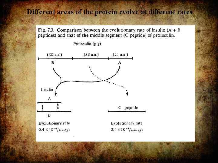 Different areas of the protein evolve at different rates Kimura (1983) The neutral theory
