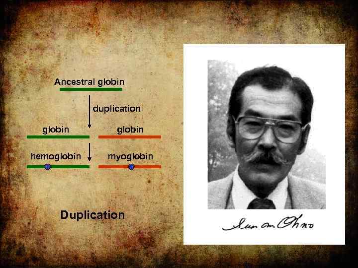 Ancestral globin duplication globin + Gene 2 globin hemoglobin Gene 1 myoglobin New gene